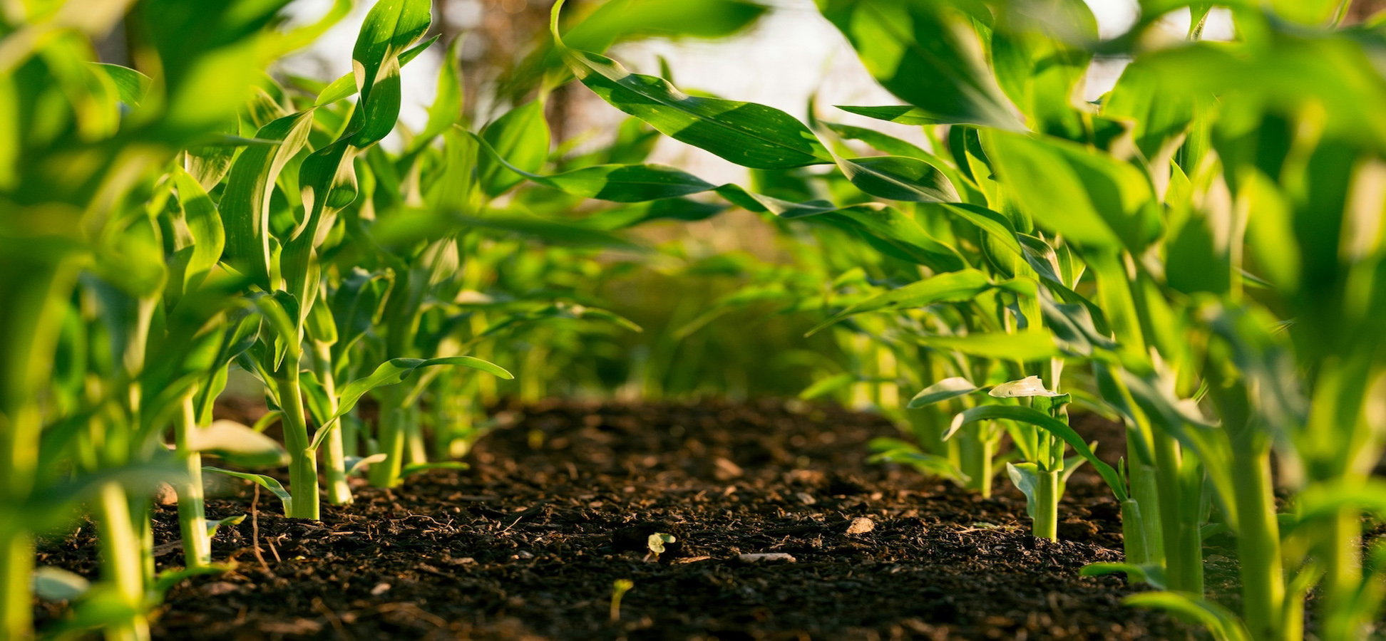 Agricultural Services image